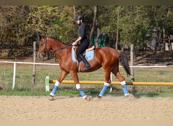 Sportivo Ungherese / Sportivo dell'Ungheria, Castrone, 14 Anni, 167 cm, Baio ciliegia