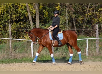 Sportivo Ungherese / Sportivo dell'Ungheria, Castrone, 14 Anni, 167 cm, Baio ciliegia