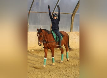 Sportivo Ungherese / Sportivo dell'Ungheria, Castrone, 15 Anni, 167 cm, Baio ciliegia