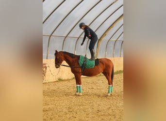 Sportivo Ungherese / Sportivo dell'Ungheria, Castrone, 15 Anni, 167 cm, Baio ciliegia