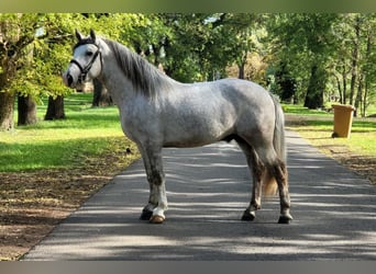 Sportivo Ungherese / Sportivo dell'Ungheria Mix, Castrone, 4 Anni, 160 cm, Grigio pezzato