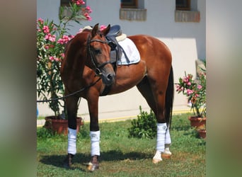 Sportivo Ungherese / Sportivo dell'Ungheria, Castrone, 6 Anni, 160 cm, Baio