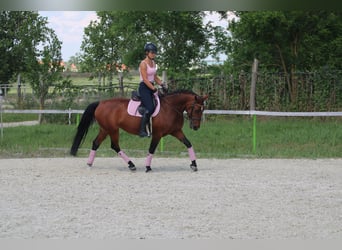 Sportivo Ungherese / Sportivo dell'Ungheria Mix, Giumenta, 10 Anni, 160 cm, Baio ciliegia