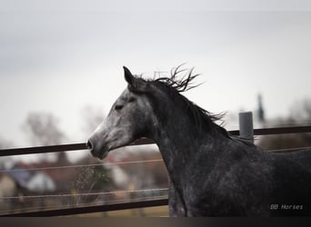 Sportivo Ungherese / Sportivo dell'Ungheria, Giumenta, 5 Anni, 158 cm, Grigio pezzato