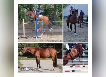 Sportivo Ungherese / Sportivo dell'Ungheria, Stallone, 14 Anni, 170 cm, Baio ciliegia