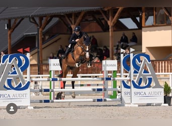 Sportivo Ungherese / Sportivo dell'Ungheria, Stallone, 14 Anni, 170 cm