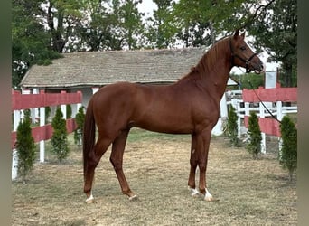 Sportivo Ungherese / Sportivo dell'Ungheria, Stallone, 3 Anni, 162 cm, Sauro ciliegia