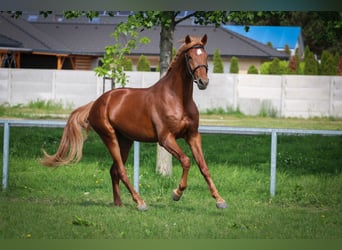 Sportivo Ungherese / Sportivo dell'Ungheria, Stallone, 3 Anni, 165 cm, Sauro scuro