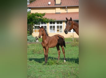 Sportivo Ungherese / Sportivo dell'Ungheria, Stallone, Puledri (01/2024), 155 cm, Baio ciliegia