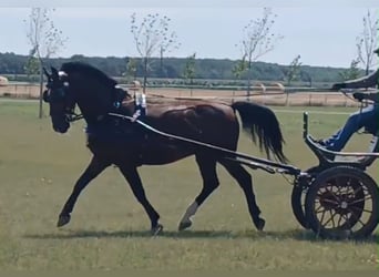 Sportivo Ungherese / Sportivo dell'Ungheria, Castrone, 10 Anni, 158 cm, Baio ciliegia