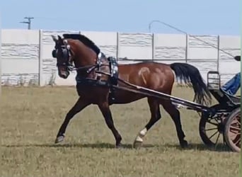 Sportivo Ungherese / Sportivo dell'Ungheria, Castrone, 10 Anni, 158 cm, Baio ciliegia