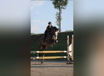 Sportivo Ungherese / Sportivo dell'Ungheria, Castrone, 11 Anni, 170 cm, Baio scuro