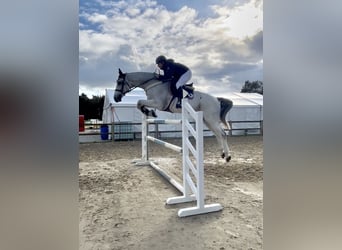 Sportivo Ungherese / Sportivo dell'Ungheria, Castrone, 11 Anni, 176 cm, Grigio