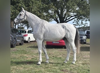 Sportivo Ungherese / Sportivo dell'Ungheria, Castrone, 11 Anni, 176 cm, Grigio
