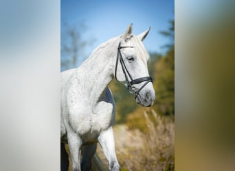 Sportivo Ungherese / Sportivo dell'Ungheria, Castrone, 12 Anni, 160 cm, Grigio trotinato