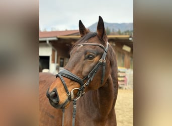 Sportivo Ungherese / Sportivo dell'Ungheria, Castrone, 12 Anni, 163 cm, Baio