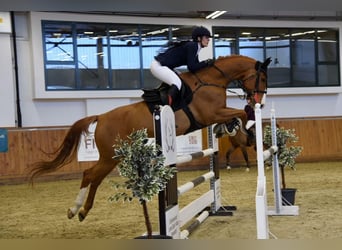 Sportivo Ungherese / Sportivo dell'Ungheria, Castrone, 12 Anni, 168 cm