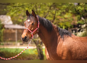 Sportivo Ungherese / Sportivo dell'Ungheria, Castrone, 16 Anni, 160 cm, Baio