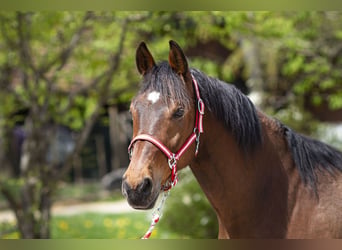 Sportivo Ungherese / Sportivo dell'Ungheria, Castrone, 16 Anni, 160 cm, Baio