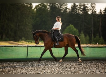 Sportivo Ungherese / Sportivo dell'Ungheria, Castrone, 18 Anni, 163 cm, Baio