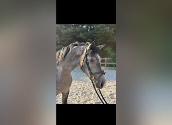 Sportivo Ungherese / Sportivo dell'Ungheria, Castrone, 3 Anni, 161 cm, Grigio pezzato