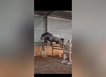 Sportivo Ungherese / Sportivo dell'Ungheria, Castrone, 3 Anni, 161 cm, Grigio pezzato