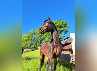 Sportivo Ungherese / Sportivo dell'Ungheria, Castrone, 4 Anni, 160 cm, Baio