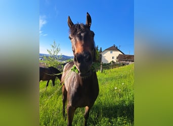 Sportivo Ungherese / Sportivo dell'Ungheria, Castrone, 4 Anni, 160 cm, Baio