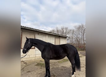 Sportivo Ungherese / Sportivo dell'Ungheria, Castrone, 4 Anni, 164 cm, Morello