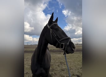 Sportivo Ungherese / Sportivo dell'Ungheria, Castrone, 4 Anni, 164 cm, Morello