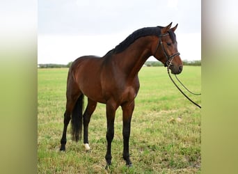 Sportivo Ungherese / Sportivo dell'Ungheria, Castrone, 4 Anni, 165 cm, Baio scuro