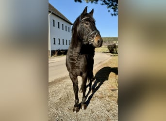 Sportivo Ungherese / Sportivo dell'Ungheria, Castrone, 4 Anni, 165 cm, Morello