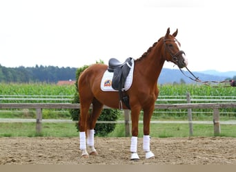 Sportivo Ungherese / Sportivo dell'Ungheria, Castrone, 4 Anni, 165 cm, Sauro