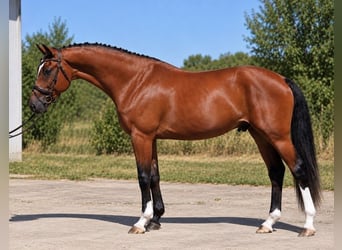 Sportivo Ungherese / Sportivo dell'Ungheria, Castrone, 4 Anni, 169 cm, Baio
