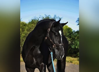 Sportivo Ungherese / Sportivo dell'Ungheria, Castrone, 4 Anni, 169 cm, Morello