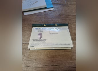 Sportivo Ungherese / Sportivo dell'Ungheria Mix, Castrone, 5 Anni, 152 cm, Grigio ferro