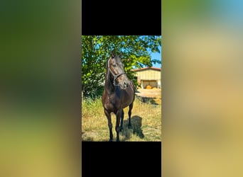 Sportivo Ungherese / Sportivo dell'Ungheria, Castrone, 5 Anni, 163 cm, Morello