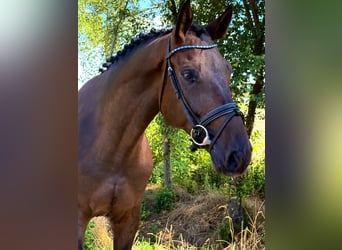 Sportivo Ungherese / Sportivo dell'Ungheria, Castrone, 5 Anni, 165 cm, Baio