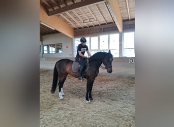 Sportivo Ungherese / Sportivo dell'Ungheria, Castrone, 5 Anni, 165 cm, Baio nero