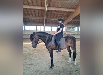 Sportivo Ungherese / Sportivo dell'Ungheria, Castrone, 5 Anni, 165 cm, Baio nero