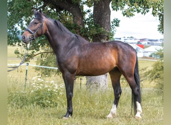 Sportivo Ungherese / Sportivo dell'Ungheria, Castrone, 5 Anni, 165 cm, Baio nero