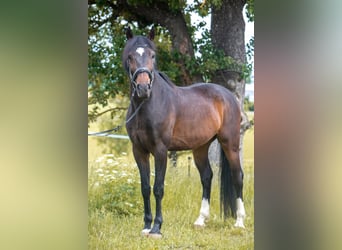 Sportivo Ungherese / Sportivo dell'Ungheria, Castrone, 5 Anni, 165 cm, Baio nero