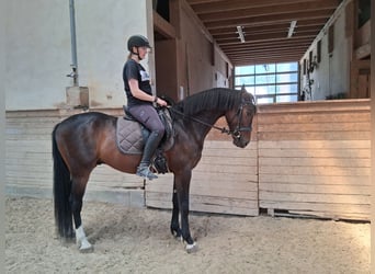 Sportivo Ungherese / Sportivo dell'Ungheria, Castrone, 5 Anni, 165 cm, Baio nero