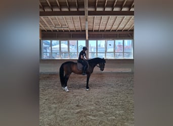 Sportivo Ungherese / Sportivo dell'Ungheria, Castrone, 5 Anni, 165 cm, Baio nero