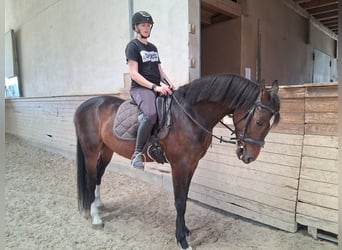 Sportivo Ungherese / Sportivo dell'Ungheria, Castrone, 5 Anni, 165 cm, Baio nero