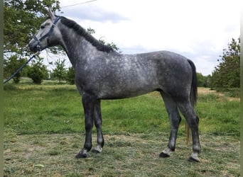 Sportivo Ungherese / Sportivo dell'Ungheria, Castrone, 5 Anni, 166 cm, Leardo