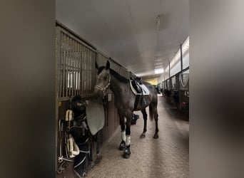 Sportivo Ungherese / Sportivo dell'Ungheria, Castrone, 5 Anni, 167 cm