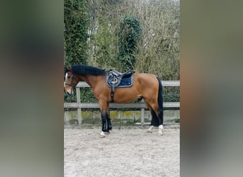 Sportivo Ungherese / Sportivo dell'Ungheria, Castrone, 5 Anni, 170 cm, Baio scuro