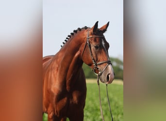 Sportivo Ungherese / Sportivo dell'Ungheria, Castrone, 5 Anni, 171 cm, Baio