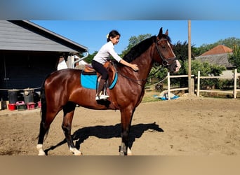 Sportivo Ungherese / Sportivo dell'Ungheria, Castrone, 5 Anni, 171 cm, Baio